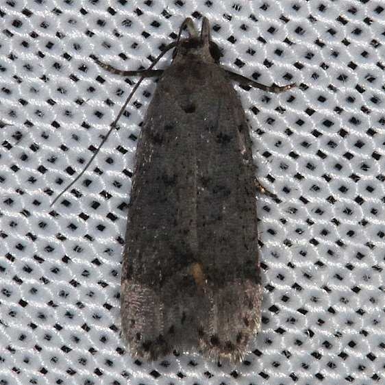 2233 Anacampsis conclusella NABA Gardens Mission Texas 11-4-13