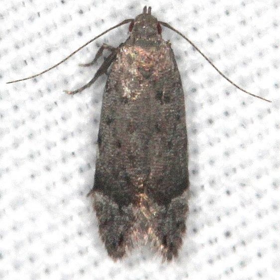 2233 Anacampsis conclusella tentetive BG King's Mtn St Pk SC 10-4-18 (15)_opt