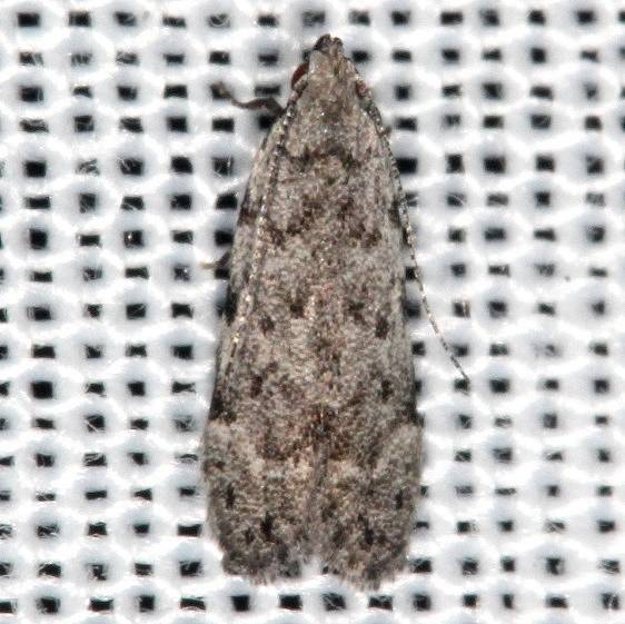 2233 Anacampsis conclusella yard 8-16-16