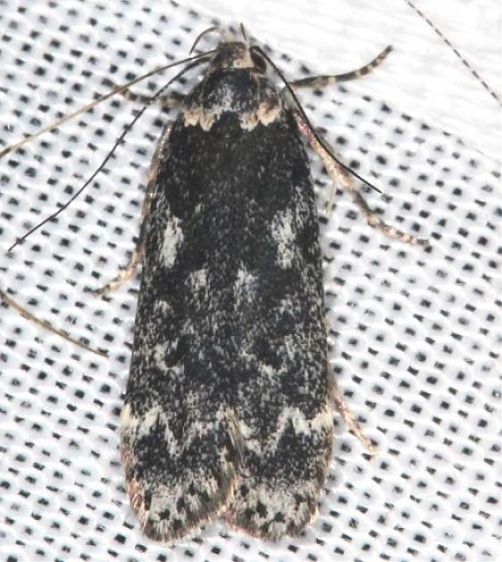 2243 Pale-headed Aspen Leafroller Moth Lake of the Woods Moth BG Ontario 7-23-16