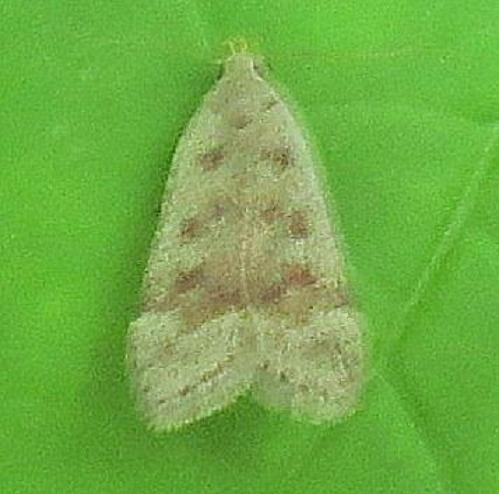 2246 Sallow Leaftier Moth Ora Anderson Oh 6-3-13