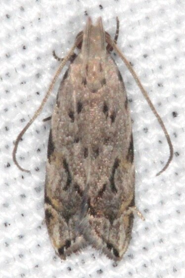 2251.96 Anacampsis New-Species-BG-Collier-Seminole St Pk Fl 3-10-22