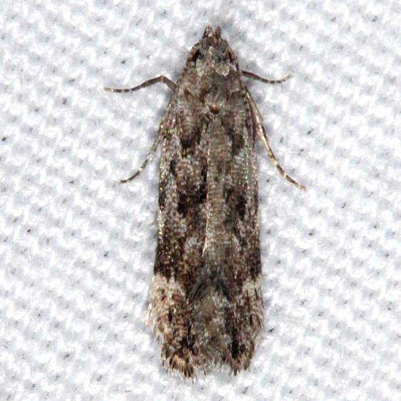 2251.96 Anacampsis New Species Faver-Dykes St Pk Fl 2-22-15