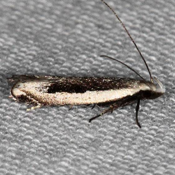 2251.97-Anacampsis-New-Genus-and-Species-Hopkins-Prairie-Ocala-Natl-Forest-Fl-9-26-18-78_opt-Copy