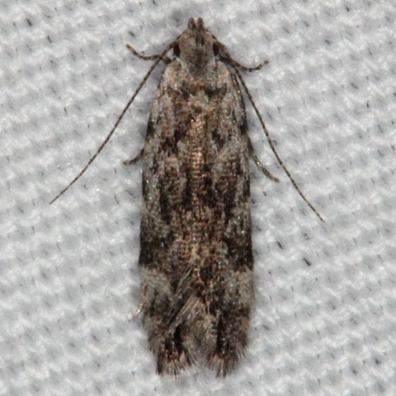 2251.97 Unidentified Anacampsis BG Silver-Lake-Cypress-Glenn-Fla-3-16-15-207