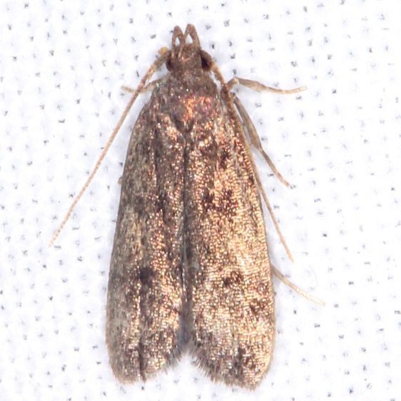 2251.97-Unidentified-Anacampsis-BG-Tomoka-St-Pk-Fl-3-25-25-41