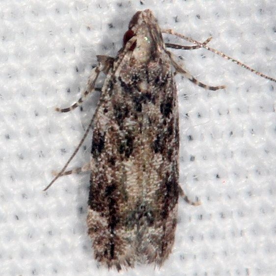 2251.97 Unidentified Anacampsis Moth BG Hopkins Prairie Ocala Natl Forest Fl 9-26-18 (11)_opt