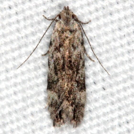 2251.97 Unidentified Anacampsis Moth BG Silver Lake Cypress Glen Fl 3-16-15