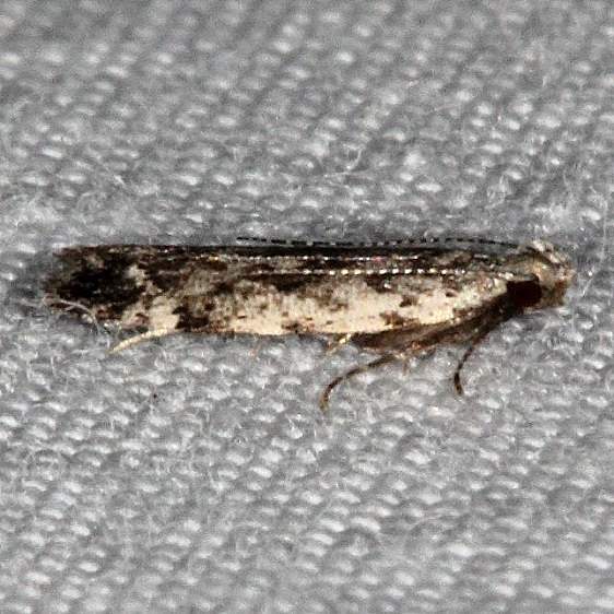 2251.97 Unidentified Anacampsis Moth BG Silver Lake Cypress Glenn Fl 3-16-15