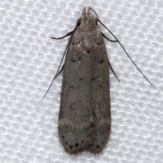 2251.97 Unidentified Anacampsis Moth Pineland Everglades Fla 2-26-15 (105)_opt