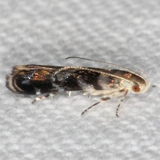 2255-Holophysis-emblemella-BG-Paynes-Prairie-St-Pk-Fl-3-23-25-64