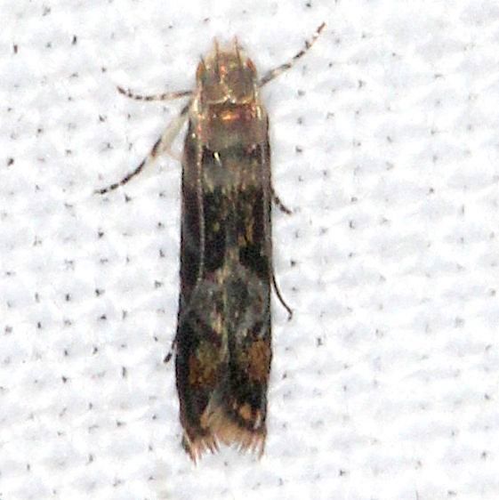 2255-Holophysis-emblemella-BG-Paynes-Prairie-St-Pk-Fl-3-23-25-67
