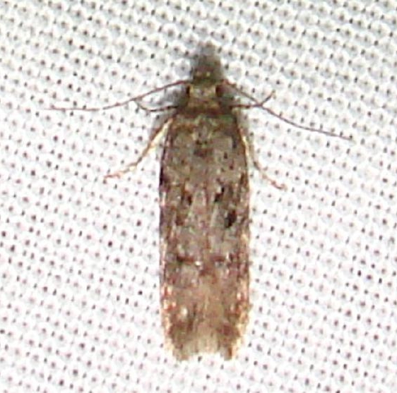 2257 Peach Twig Borer Moth yard 10-11-10