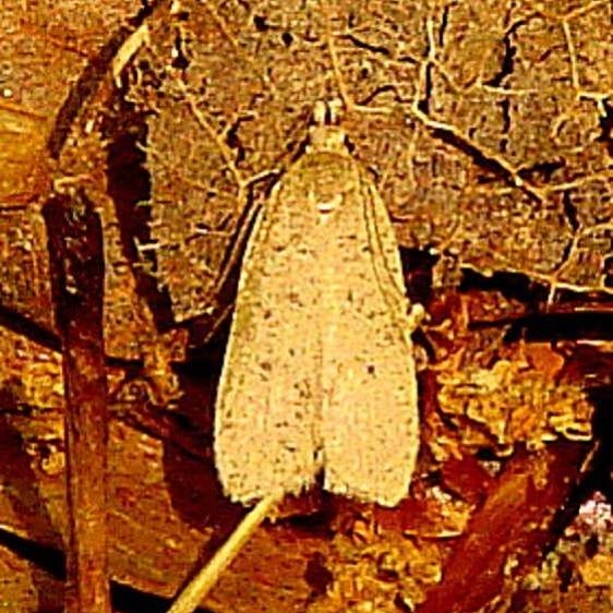 2263 Helcystogramma badia maybe2 Jenny Wiley St Pk KY 4-25-12