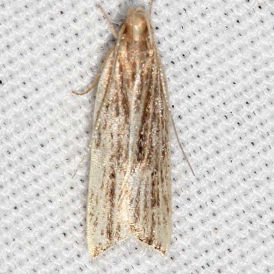 2265 Helcystogramma chambersella yard 9-29-17 (2)_opt