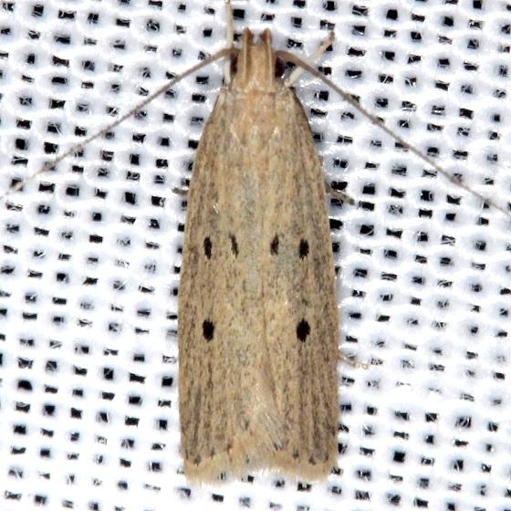 2269 Helcystogramma melanocarpa Thunder Lake UP Mich 6-23-13