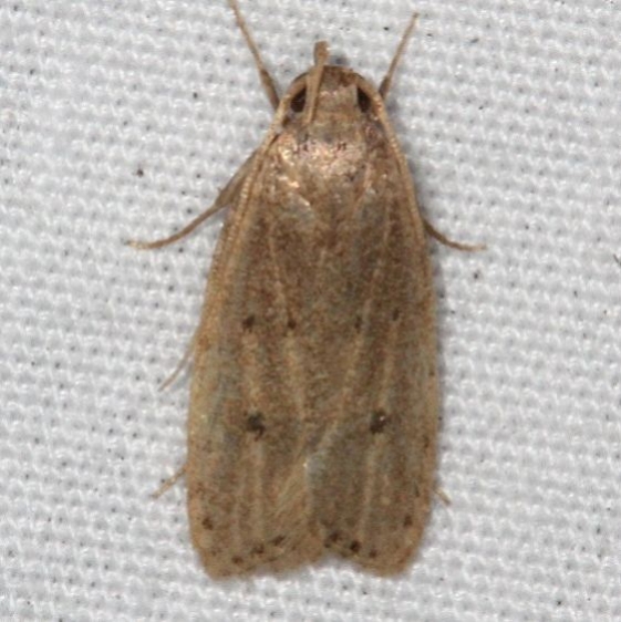 2270 Helcystogramma melantherella Johathan Dickinson St Pk Fl 3-9-17_opt