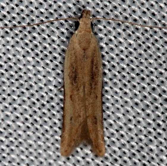 2272 Soybean Webworm Moth Collier Seminole St Pk 2-26-14