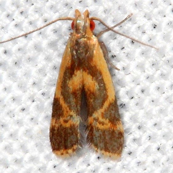 2279.3 Least Dichomeris Moth Desoto State Park Alabama 9-8-18 (34)_opt