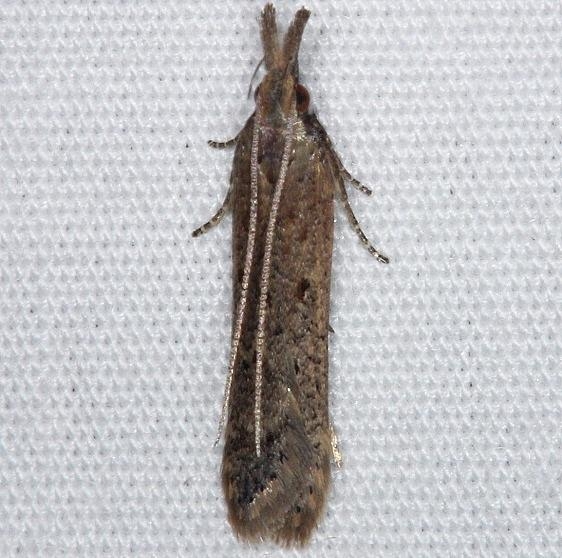 2281 Palmerworm Moth Burr Oak St Pk at cabins Oh 6-27-14