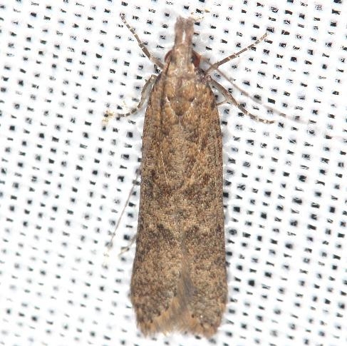 2281 Palmerworm Moth yard 5-17-13