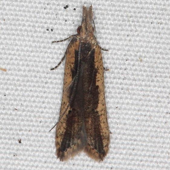 2281 Palmerworm Moth yard 7-22-18 (1)_opt