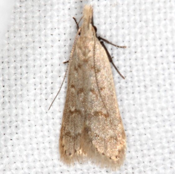 2283-Spotted-Dichomeris-BG-Shawnee-St-Pk-Oh-5-24-23-2