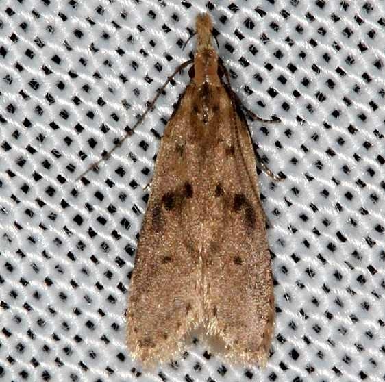 2288 Many-spotted Dichomeris Moth Rodman Campground Fl 3-20-14