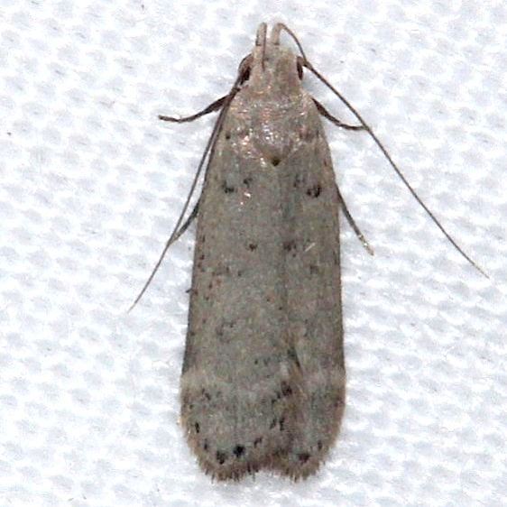 2292-Dichomeris citrifoliella-BG-Pineland-Everglades-Fla-2-26-15