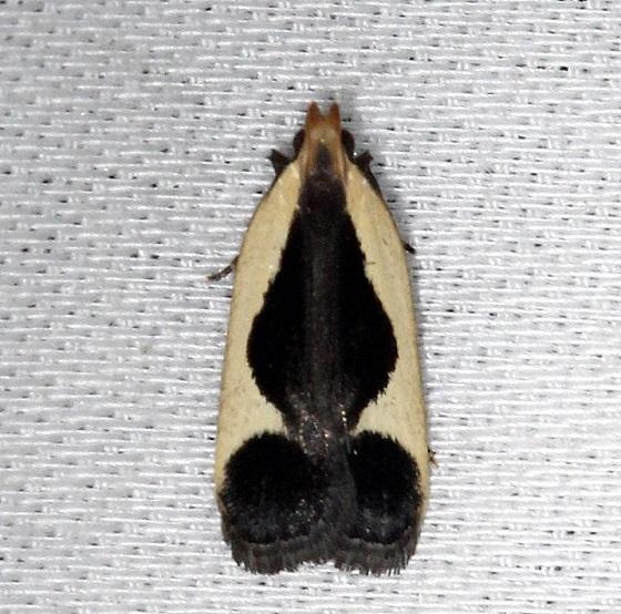 2295 Cream-edged Dichomeris Moth Shawnee St Pk Oh 6-14-13