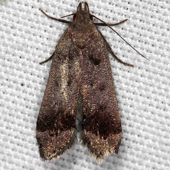 2299 Dichomeris leuconotella yard 10-1-19