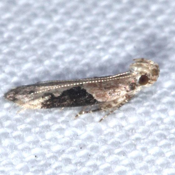 2311.97-Unidentified-Gelechiid-BG-Collier-Seminole-St-Pk-Fl-3-19-25-26