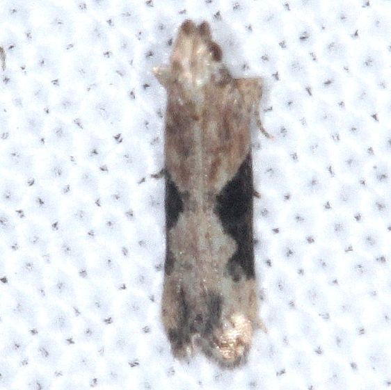 2311.97-Unidentified-Gelechiid-BG-Collier-Seminole-St-Pk-Fl-3-19-25-27