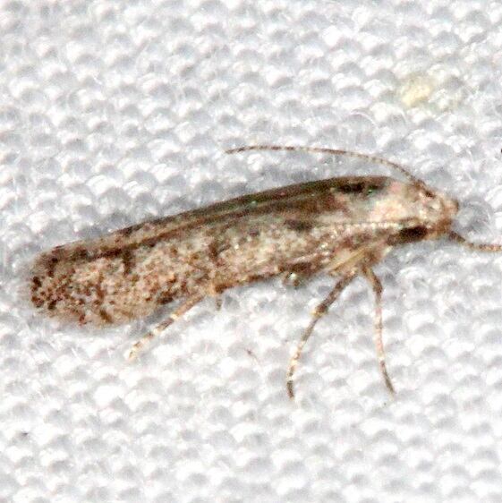 2311.97 Unidentified Gelechiid-BG-Collier Seminole St Pk Fl 3-8-22