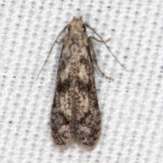 2311.97 Unidentified Gelechiid Moth Collier-Seminole St Pk Fl 3-2-21