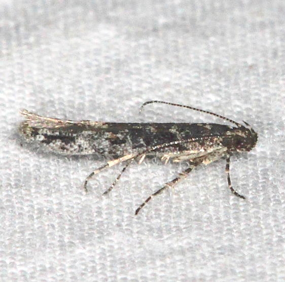 2311.99 BG Unidentified Gelechiid Moth Devil's Canyon Manti-La Sal Natl Forest Utah 6-8-17 (5)_opt