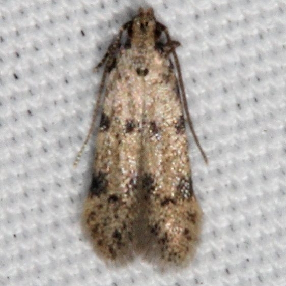 2311.99 BG Unidentified Gelechiid Moth Johathan Dickinson St Pk Fl 3-8-17_opt