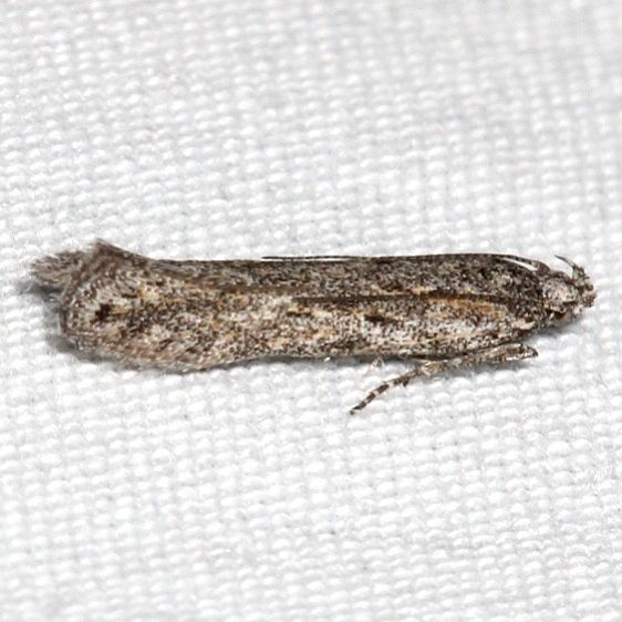 2311.99 Unidentified BG Gelechiid Moth Black Canyon at the Gunnison Natl Pk Colorado 6-15-17 (64)_opt