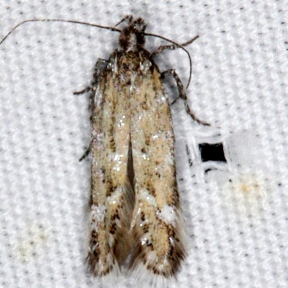 2311.99 Unidentified BG Gelechiid Moth Bluewater Lake St Pk New Mexico 5-21-17(2)_opt