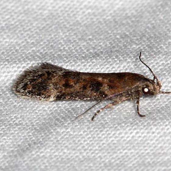 2311.99 Unidentified BG Gelechiid Moth Rocky Mtn Natl Pk Colorado 6-24-17 (42)_opt