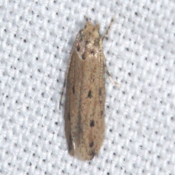 2311.99-Unidentified-Gelechiid-BG-Tomoka-St-Pk-Fl-3-25-25-22