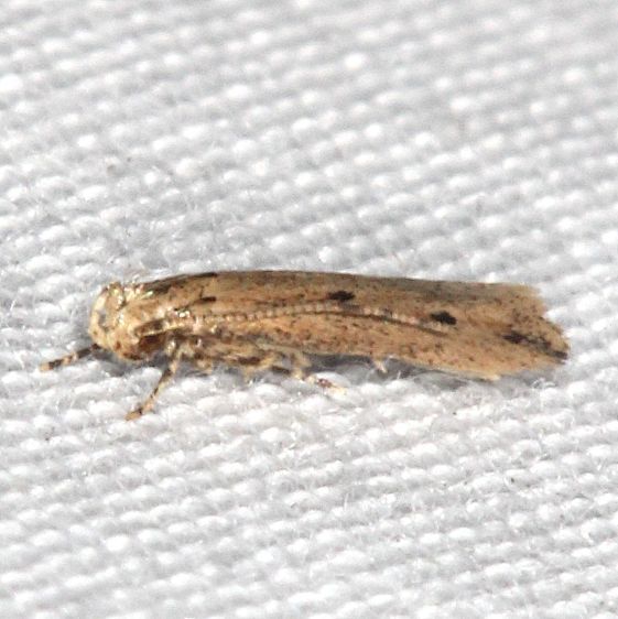 2311.99-Unidentified-Gelechiid-BG-Tomoka-St-Pk-Fl-3-25-25-23