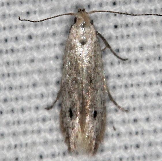 2311.99 Unidentified Gelechiid Moth  BG Hopkins Prairie Ocala Natl Forest Fl 9-26-18 (77)_opt