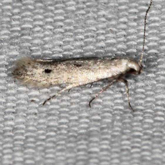 2311.99 Unidentified Gelechiid Moth  BG Hopkins Prairie Ocala Natl Forest Fl 9-26-18 (78)_opt