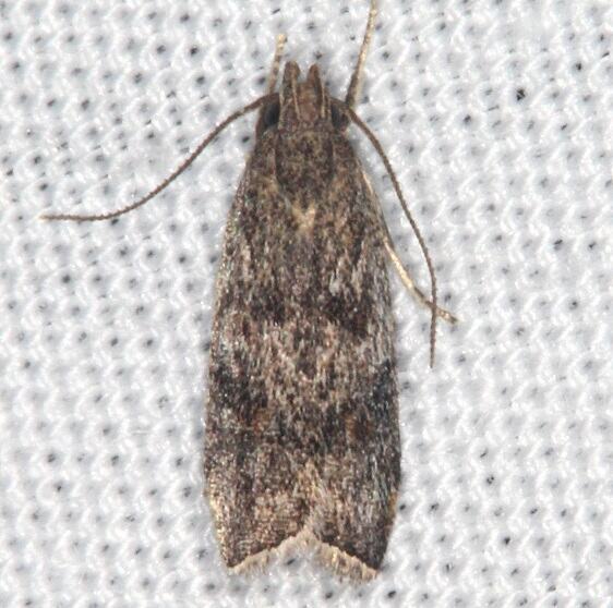 2311.99-Unidentified-Gelechiid-Moth-Bear-Island-Big-Cypress-Preserve-Fl-2-28-21