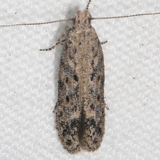 2311.99 Unidentified Gelechiid Moth Black Canyon at the Gunnison Natl Pk Colorado 6-15-17 (19)_opt