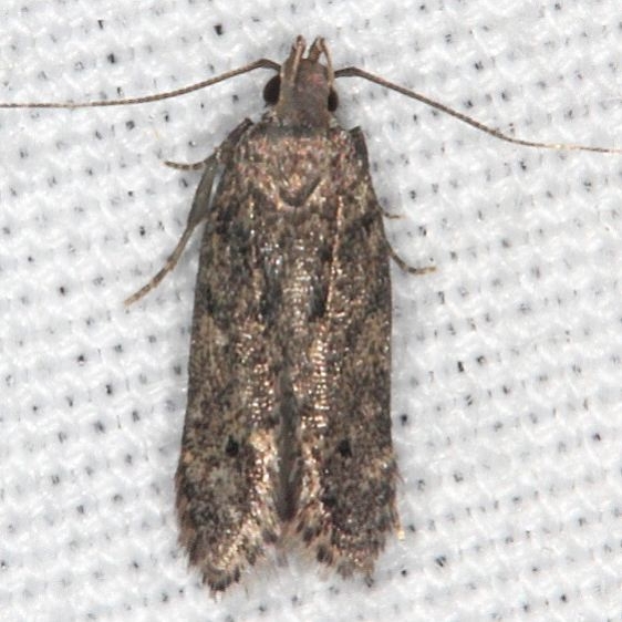 2311.99-Unidentified-Gelechiid-Moth-Burr-Oak-Cove-Wayne-Natl-Forest-Oh-8-4-18-19_opt