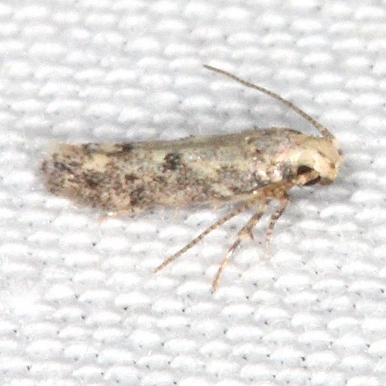 2311.99 Unidentified Gelechiid Moth Campsite 119 Falcon St Pk BG 10-22-16 (1)_opt