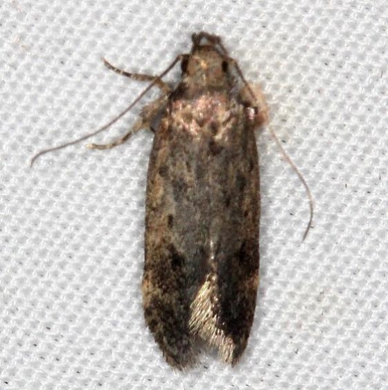 2311.99 Unidentified Gelechiid Moth Campsite 119 Falcon St Pk Texas BG 10-26-16 (1)_opt