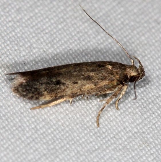 2311.99 Unidentified Gelechiid Moth Campsite 119 Falcon St Pk Texas BG 10-26-16 (2)_opt